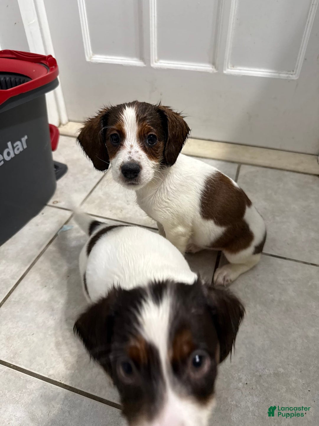 Jack Russell Terrier dogs for sale: Mocha - Image 3