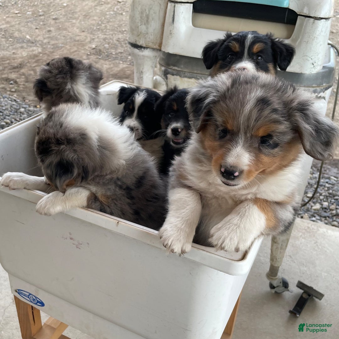 Australian Shepherd dogs for sale: Denver - Image 4
