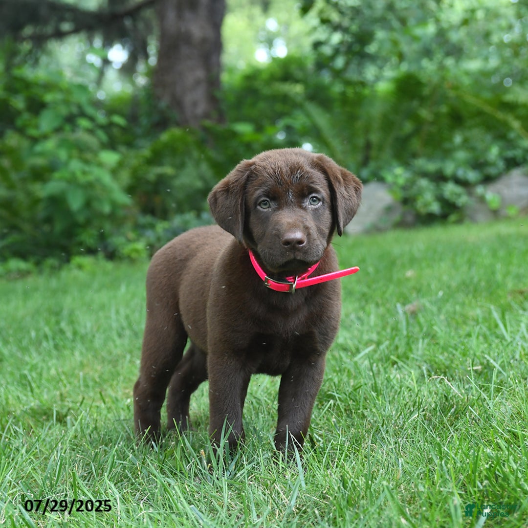 Labrador Retriever dogs for sale: May - Image 2