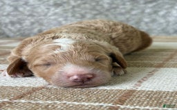 Standard Poodle dogs for sale: Cooper - Image 1