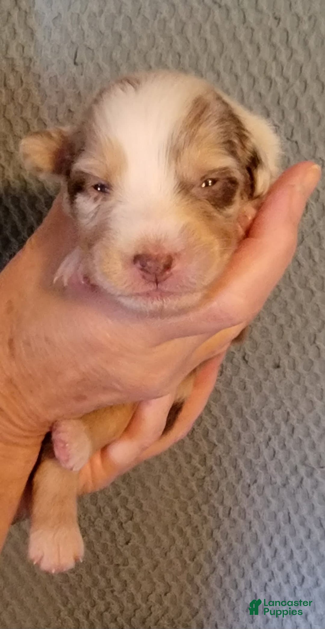 Australian Shepherd dogs for sale: Red Merle Female - Image 5