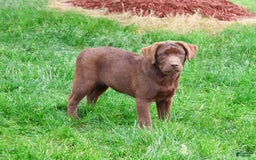 Labrador Retriever dogs for sale: Neveah - Image 9