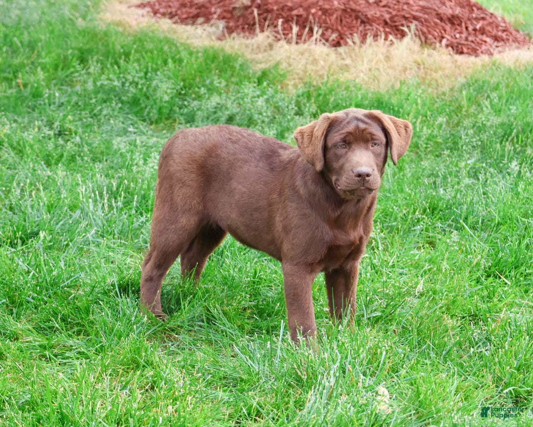 Labrador Retriever dogs for sale: Neveah - Image 9