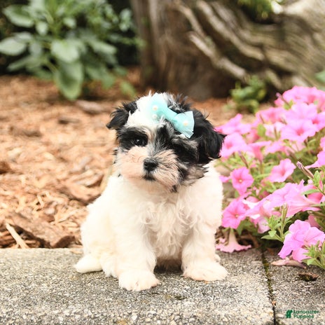 Maltese dogs for sale - Ad 5