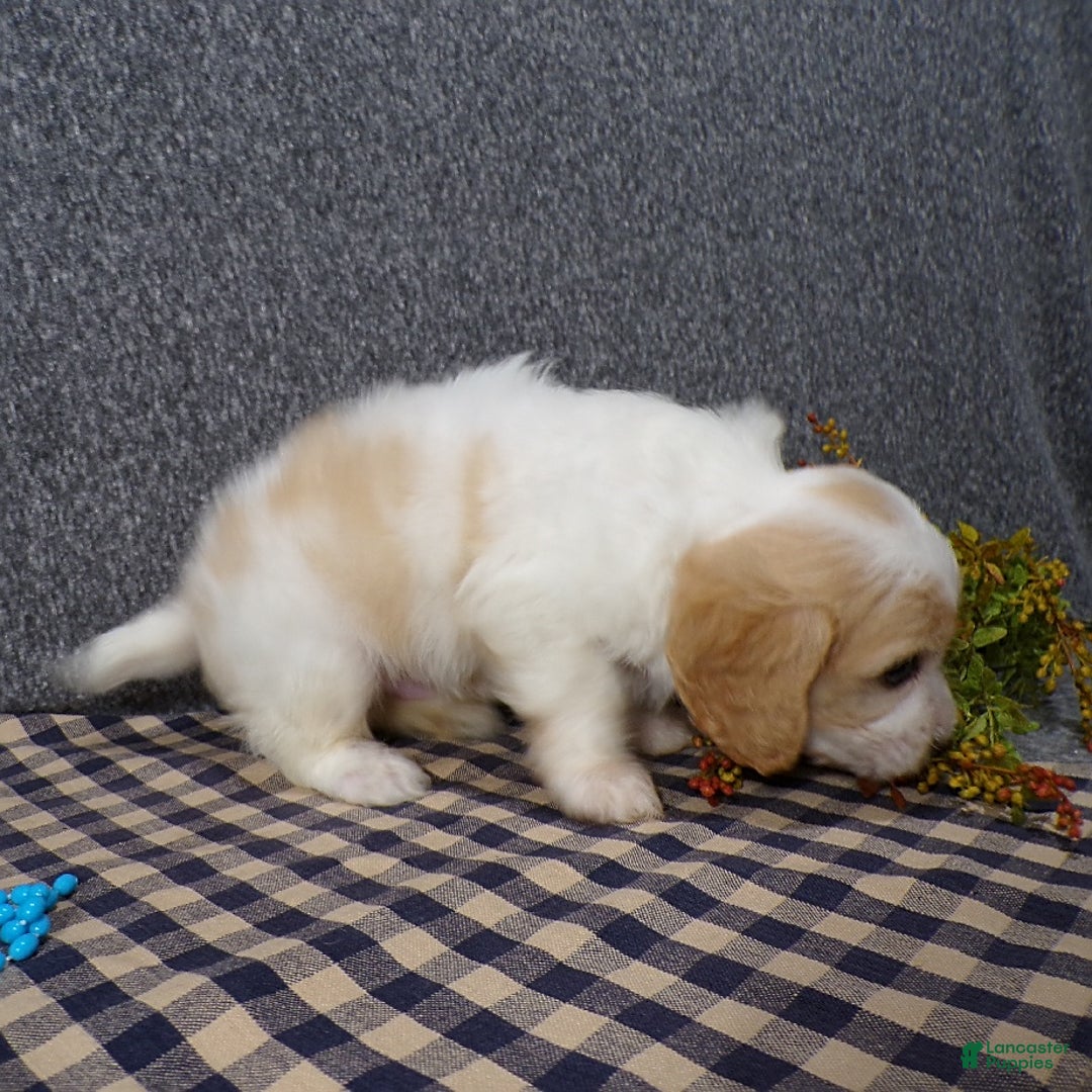 Cavachon dogs for sale: Jaki - Image 3