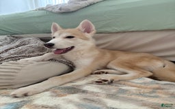 categoriesInfo:categoryAttributeOptions.pets.dogs.breed.akita dogs for sale: Champ - Image 3