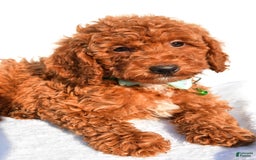 Miniature Poodle dogs for sale: Ozzy - Image 2