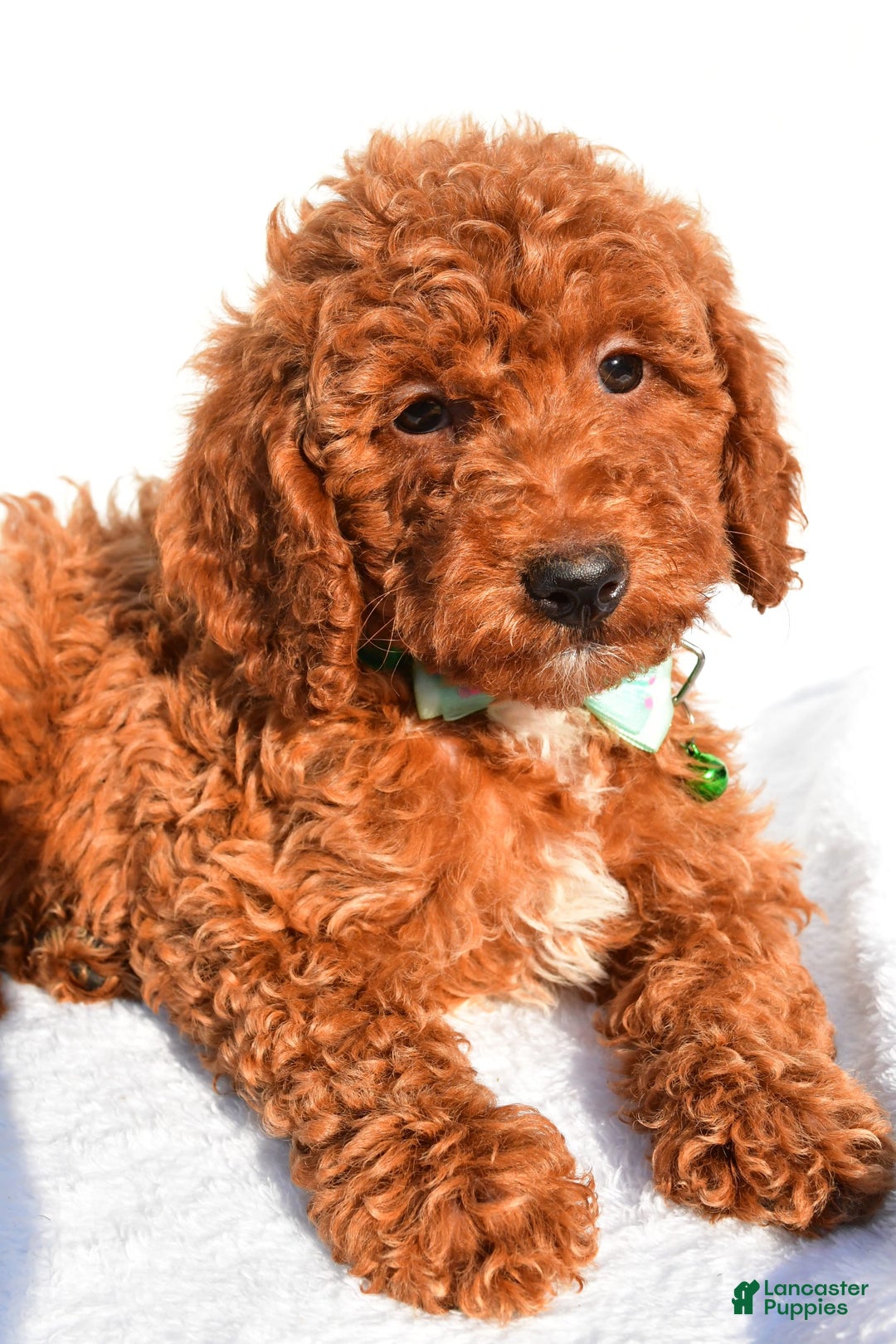 Miniature Poodle dogs for sale: Ozzy - Image 2