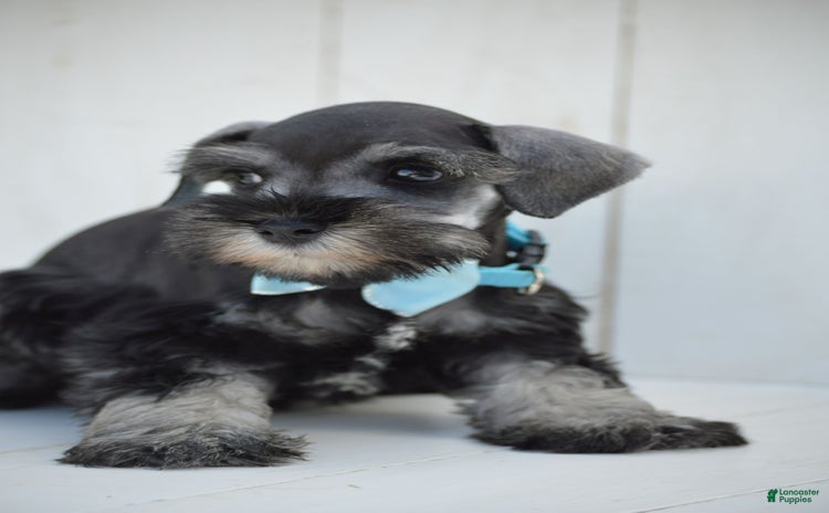Miniature Schnauzer dogs for sale - Ad 5