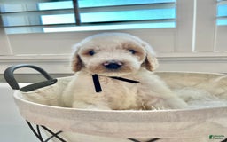 Labradoodle dogs for sale: Sarah - Image 1