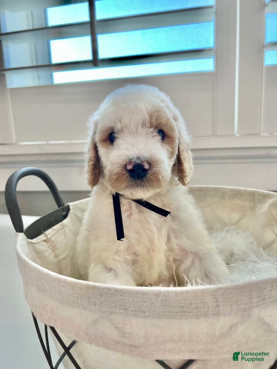 Labradoodle dogs for sale: Sarah - Image 1