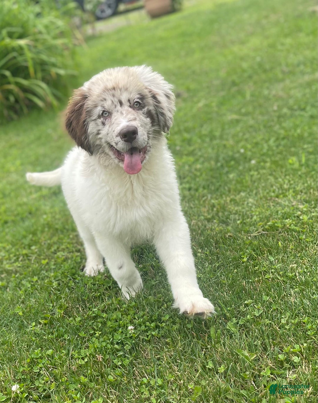 Newfoundland dogs for sale: Skipper Ofa Dna - Image 6