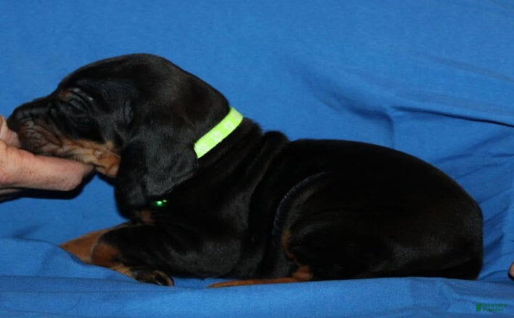 Black And Tan Coonhound dogs - Advert 1
