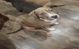 American Bully dogs for sale: Socks - Image 36