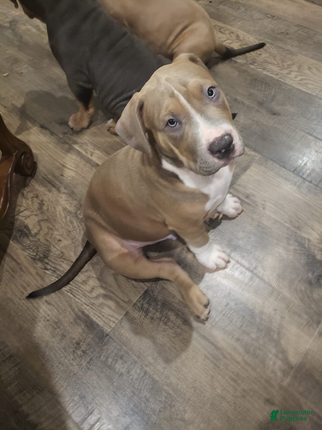 American Bully dogs for sale: Socks - Image 36