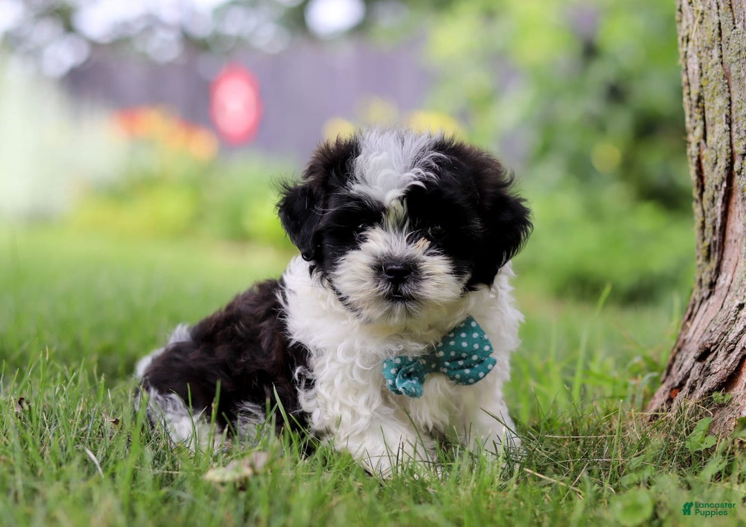Shihpoo dogs for sale: Antonio - Image 2