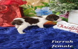 English Springer Spaniel dogs for sale: Farrah - Image 2