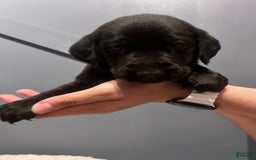 Labrador Retriever dogs for sale: Olive - Image 3