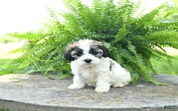 Cavachon dogs for sale: Olivia - Image 3