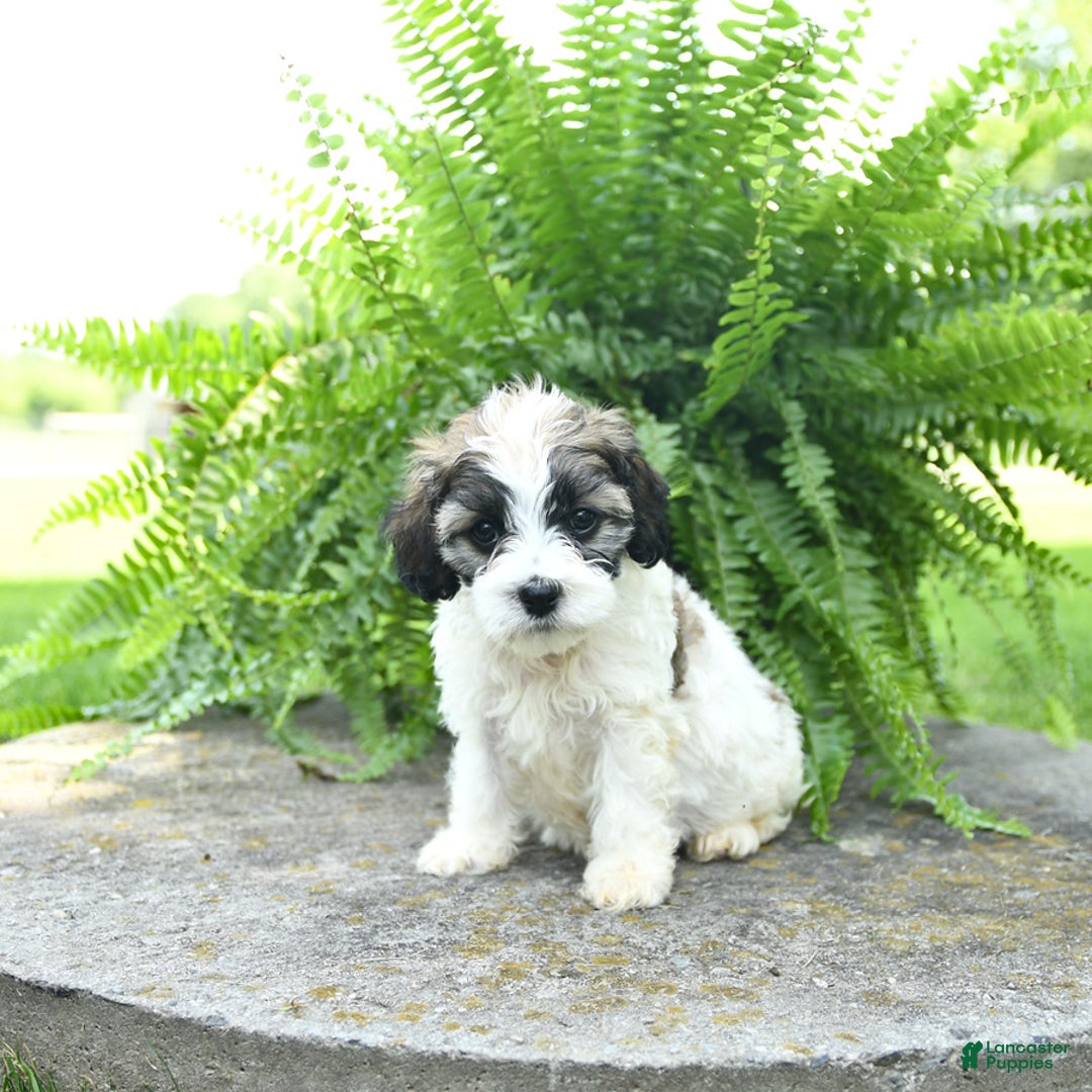 Cavachon dogs for sale: Olivia - Image 3