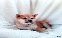Shiba Inu dogs for sale: Allie - Image 4