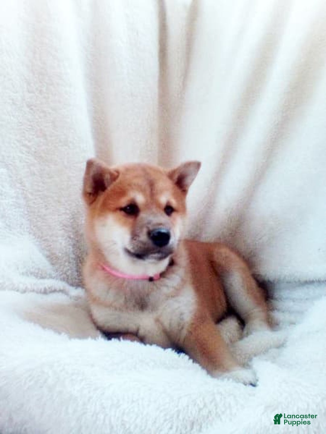 Shiba Inu dogs for sale: Allie - Image 4