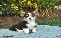 Welsh Corgi Pembroke dogs for sale: Salty - Image 5