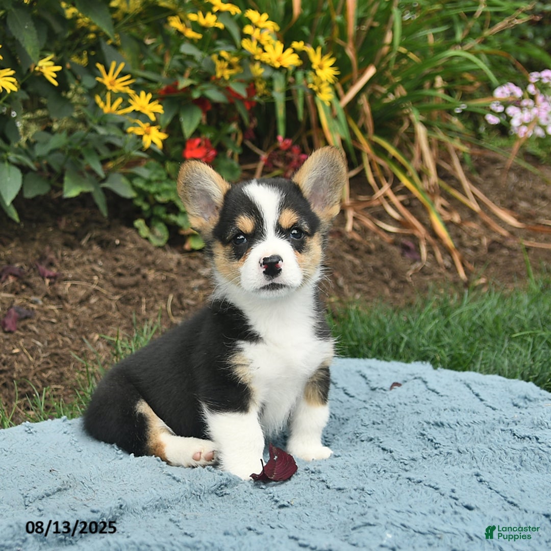 Welsh Corgi Pembroke dogs for sale: Salty - Image 5