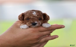 Toy Poodle dogs for sale: Raine - Image 5
