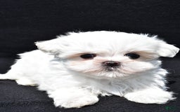 Maltese dogs for sale: Theo - Image 5