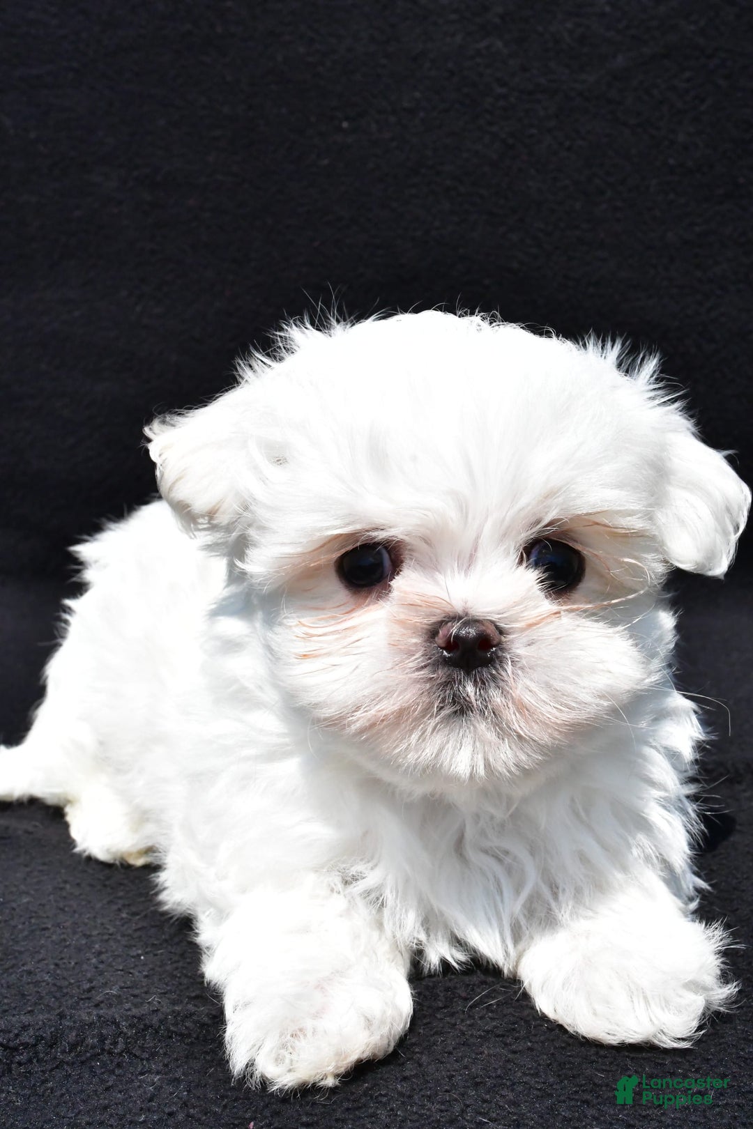Maltese dogs for sale: Theo - Image 5