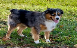 Miniature Australian Shepherd dogs for sale: Jane - Image 14