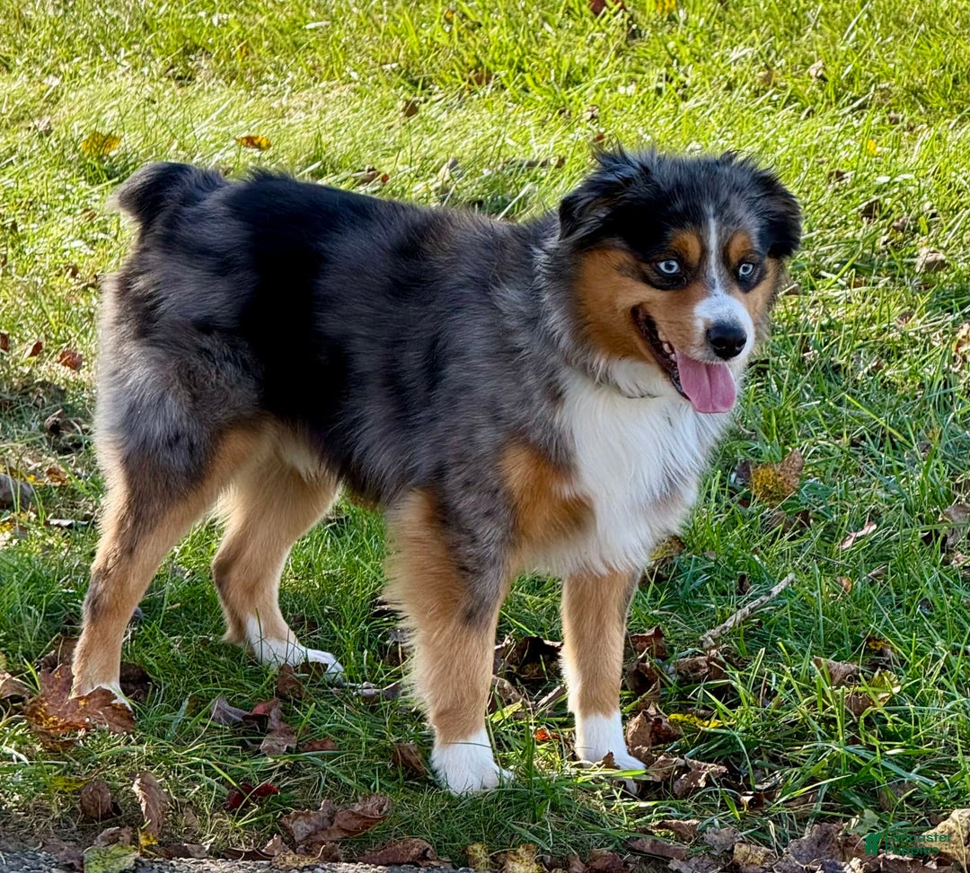 Miniature Australian Shepherd dogs for sale: Jane - Image 14