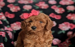 Mini Goldendoodle dogs for sale: Hildie Hypoallergenic - Image 7