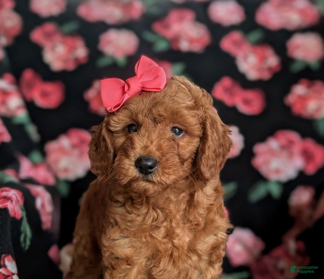 Mini Goldendoodle dogs for sale: Hildie Hypoallergenic - Image 7