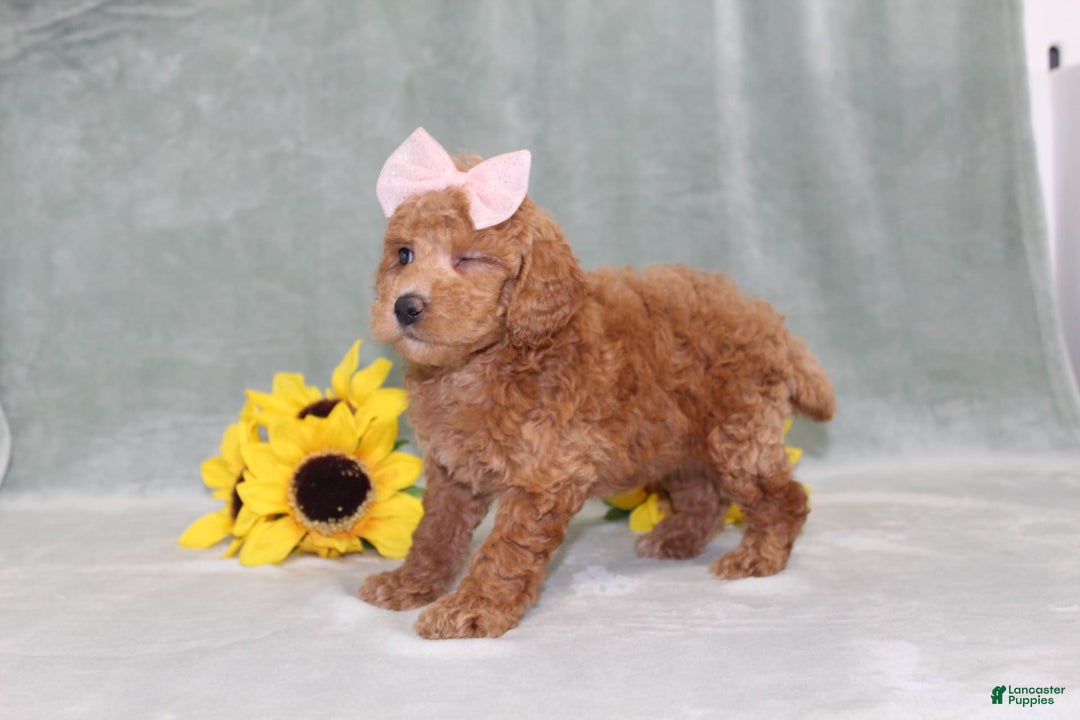 Miniature Poodle dogs for sale: Vanessa - Image 5