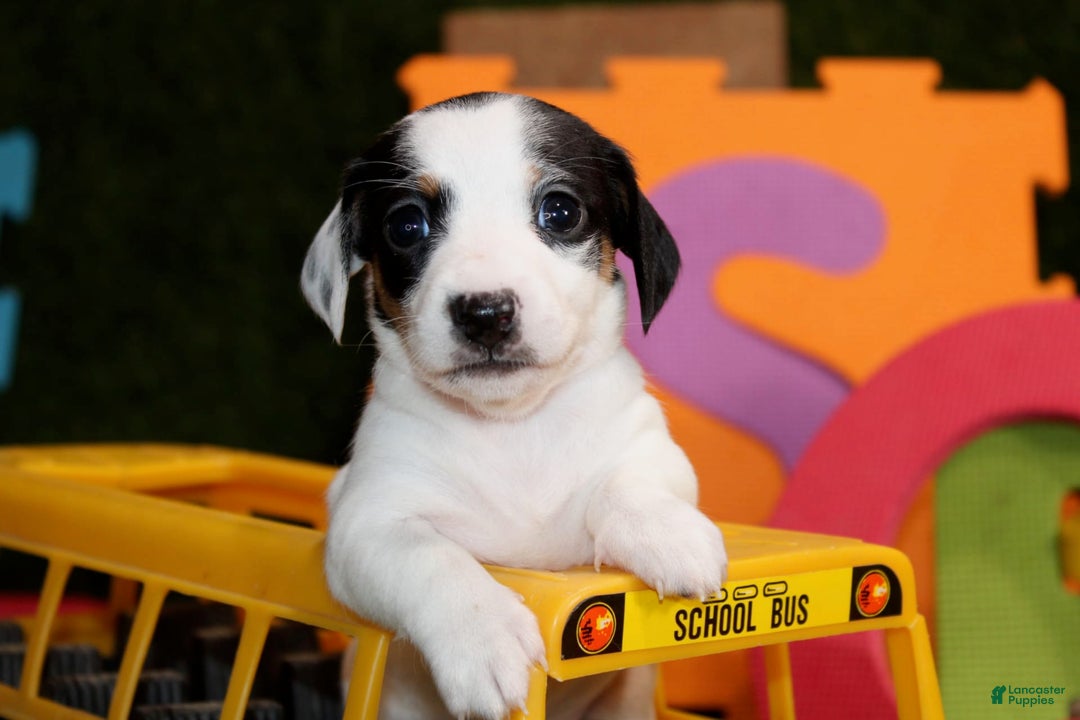 Dachshund dogs for sale: Dachshund 4 puppies - Image 11