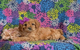 Cockapoo dogs for sale: Dora - Image 6
