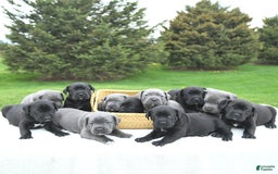 Cane Corso dogs for sale: Cali - Image 12