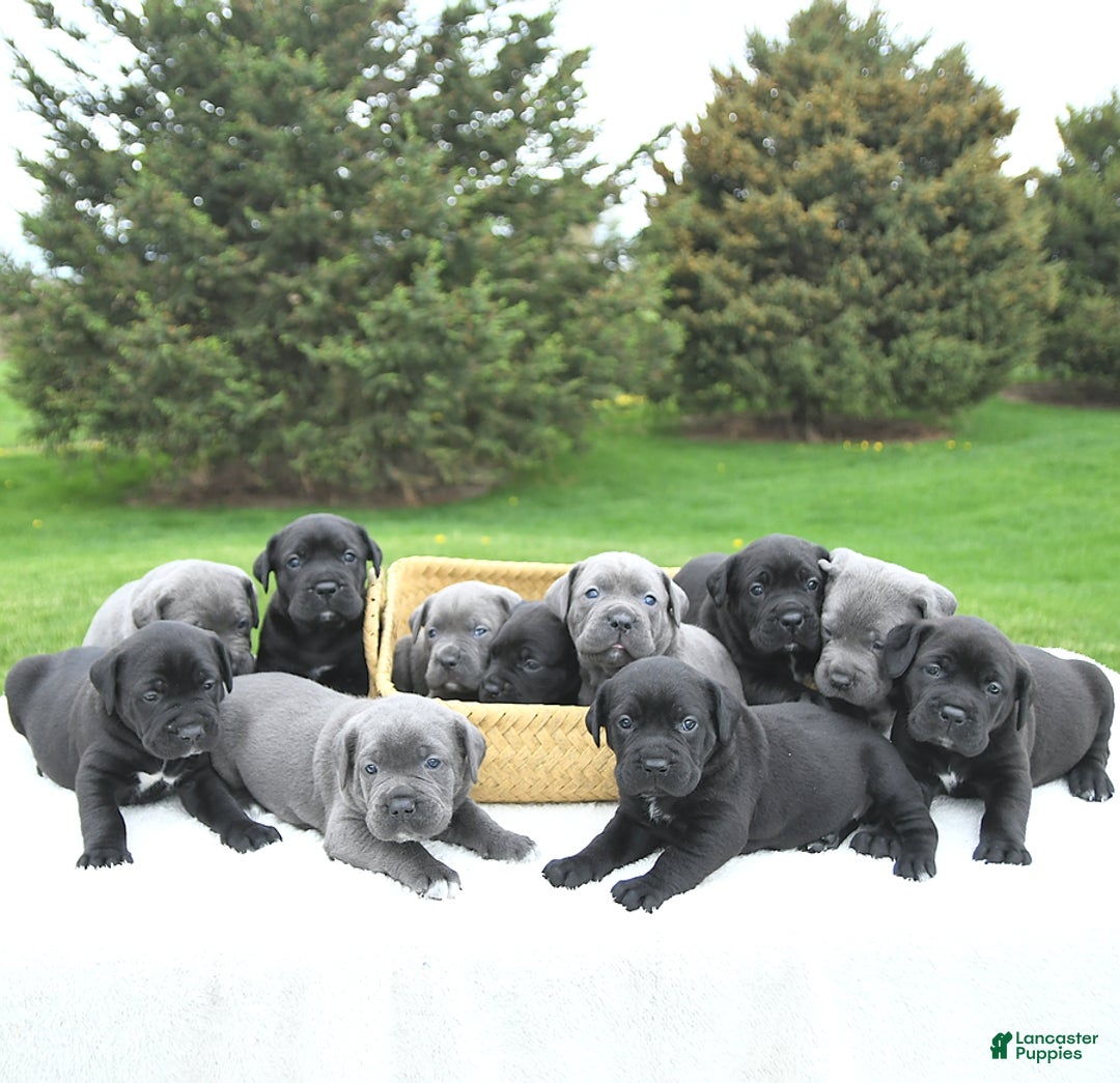 Cane Corso dogs for sale: Cali - Image 12