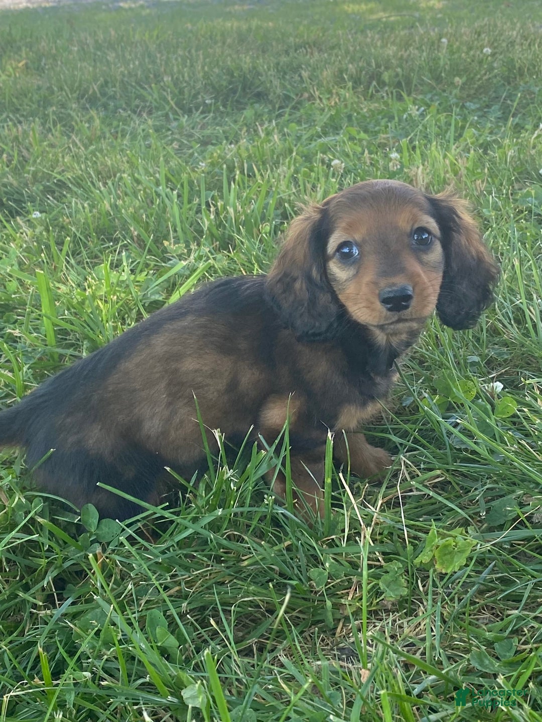 Dachshund dogs for sale: Dolly - Image 1