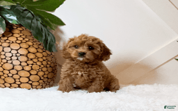 Cavapoo dogs for sale: Zaid - Image 3