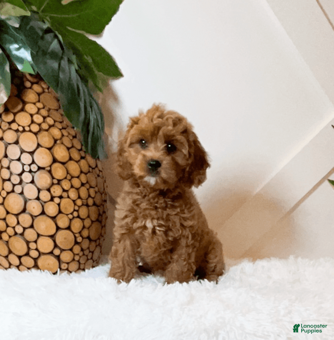 Cavapoo dogs for sale: Zaid - Image 3