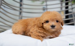 Maltipoo dogs for sale: Vera - Image 3