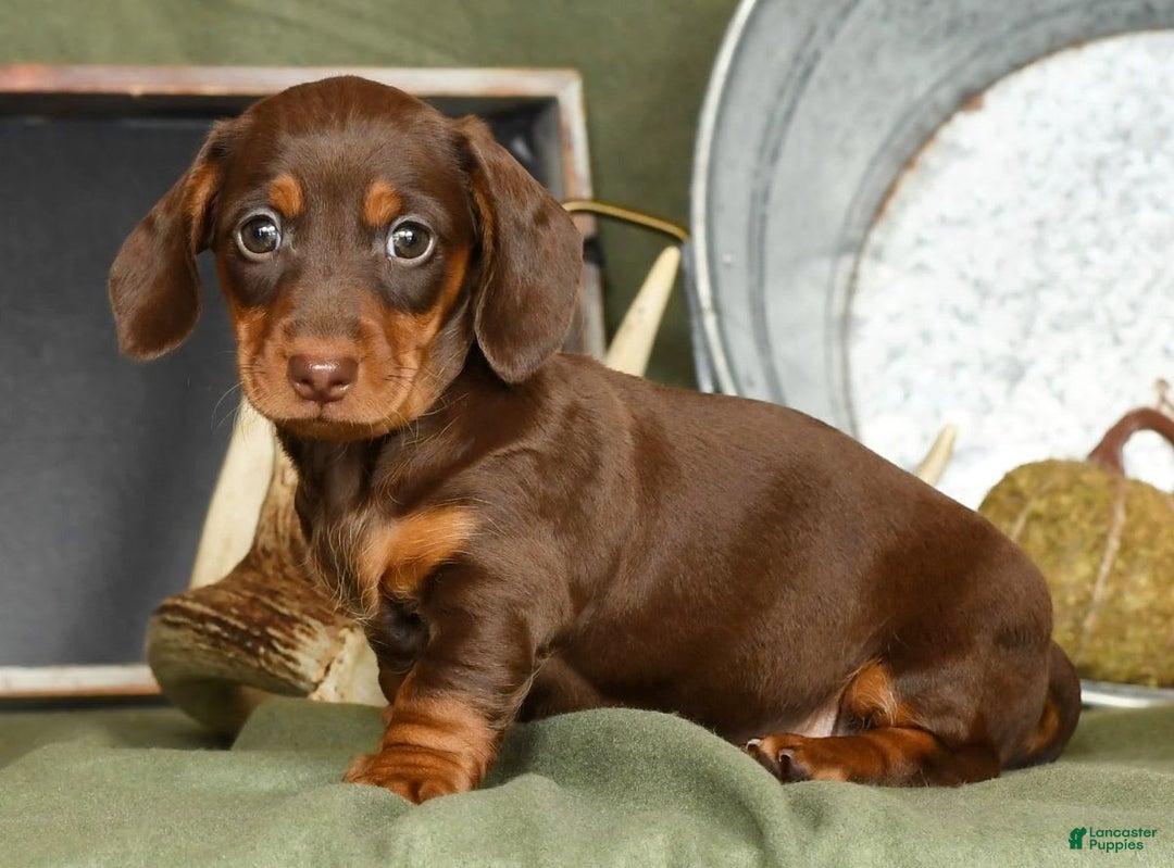 Miniature Dachshund dogs for sale: Heidi - Image 7
