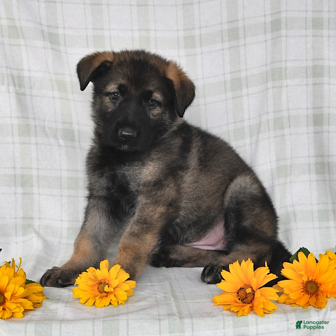 German Shepherd dogs for sale: Juliette - Image 1