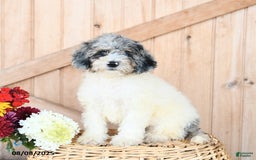 Miniature Poodle dogs for sale: Miniature Poodle 8 puppies - Image 9