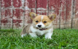 Welsh Corgi Pembroke dogs for sale: Welsh Corgi (Pembroke) 8 puppies - Image 21