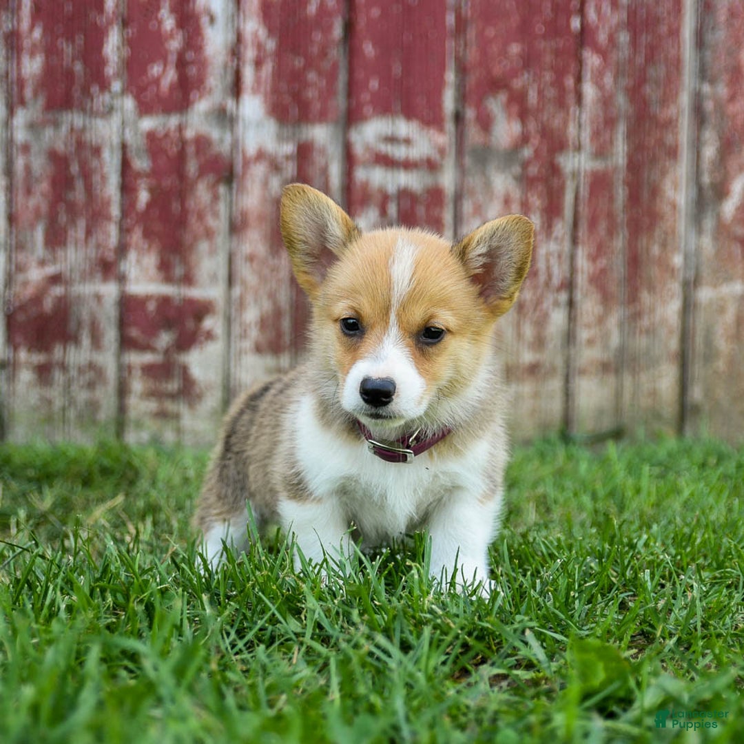 Welsh Corgi Pembroke dogs for sale: Welsh Corgi (Pembroke) 8 puppies - Image 21
