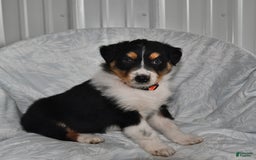 Australian Shepherd dogs for sale: Cookie - Image 1